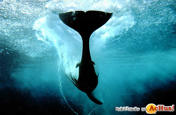 Shamu_Show3