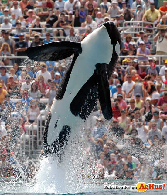 Shamu_Show5