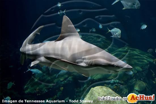 Sandbar Shark