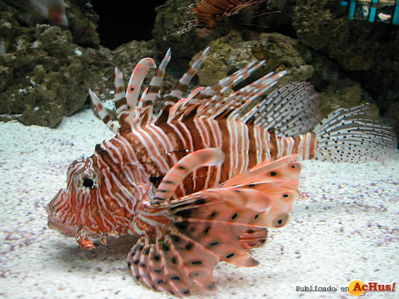 lionfish