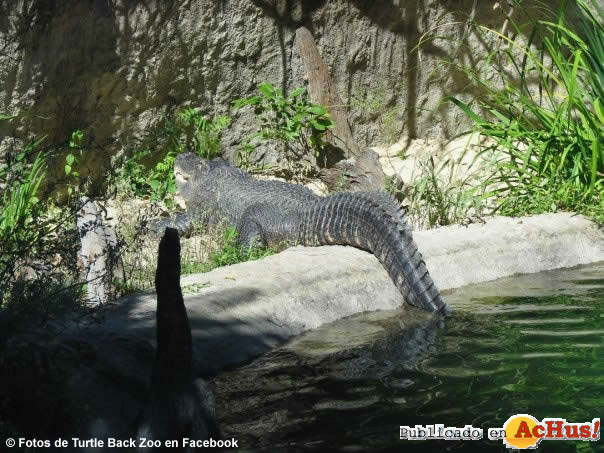 Turtle Back Zoo 06