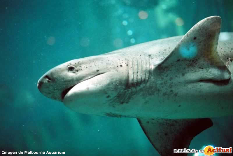 Broadnose Sevengill Shark