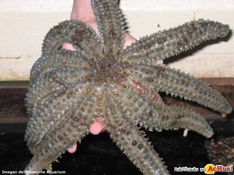 Eleven Armed Sea Star