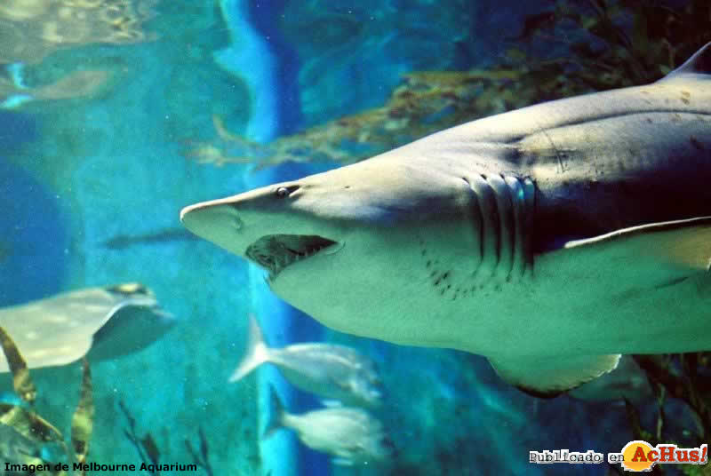 Grey Nurse Shark