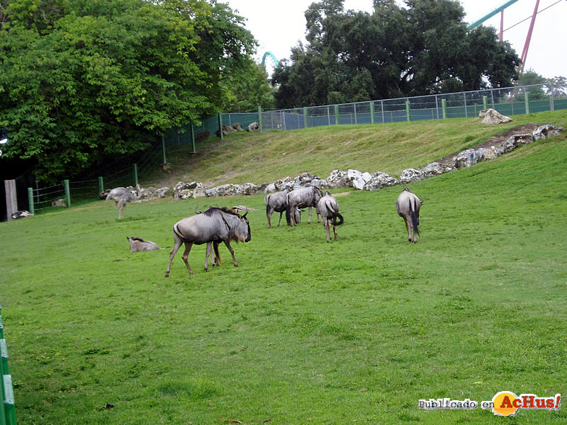 Imagen de busch gardens africa Serengeti 25