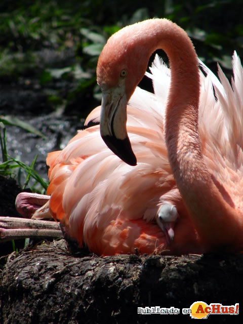 Flamencos