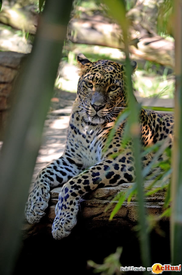 /public/fotos2/Leopardo-de-Sri-Lanka-26022015.jpg