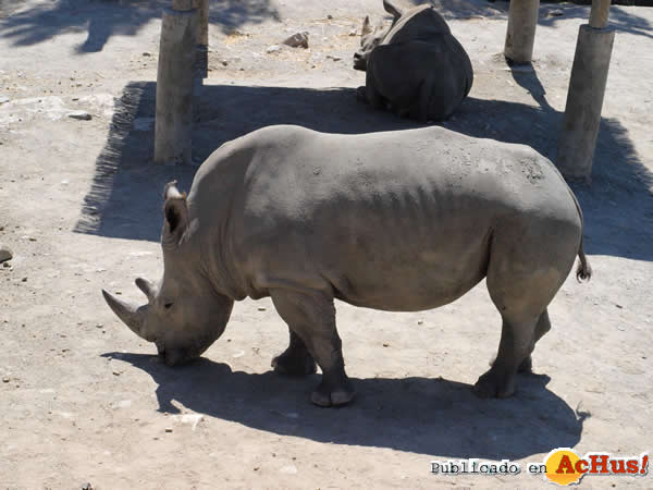 /public/fotos2/Rinoceronte-Selwo-Aventura-12112014.jpg