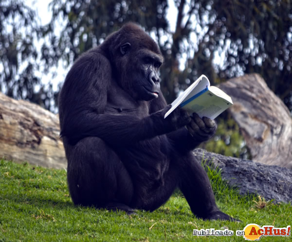 /public/fotos2/gorila-Fossey-21022014.jpg