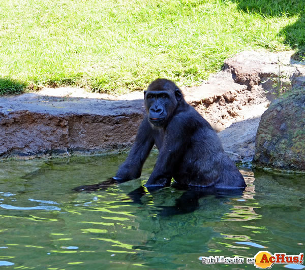 /public/fotos2/gorila-Kabuli-en-el-agua-16082013.jpg
