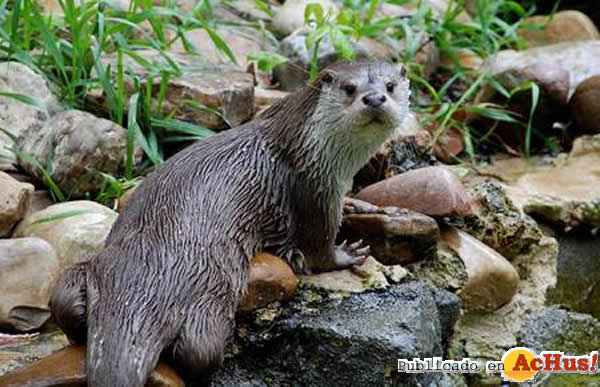 /public/fotos2/nutria-30092008.jpg