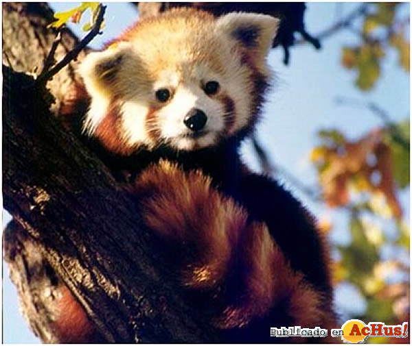 /public/fotos2/pandas-rojos-20042011.jpg