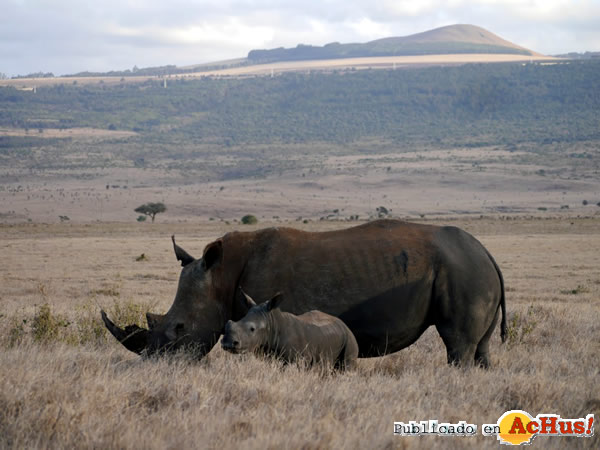 /public/fotos2/rinoceronte-Lewa-15102015.jpg