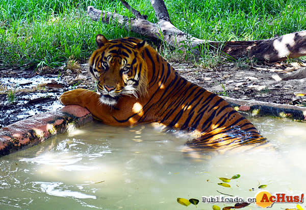 /public/fotos2/tigre-en-agua-29072015.jpg
