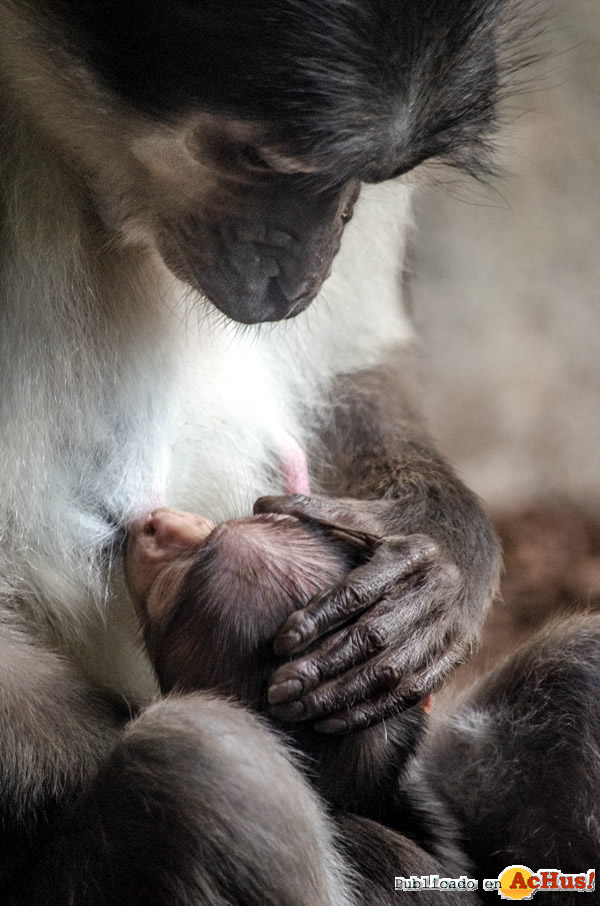 /public/fotos3/Cria-de-mangabey-02092019.jpg